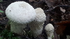 Lycoperdon