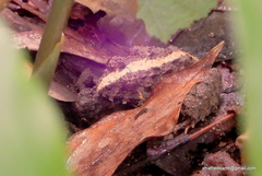 Minervarya keralensis