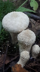 Lycoperdon