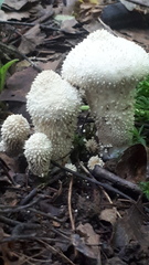 Lycoperdon