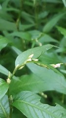 Persicaria hydropiper