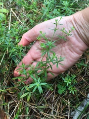 Galium