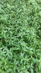 Persicaria hydropiper