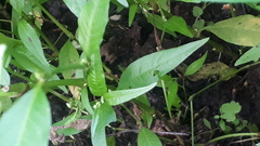 Persicaria hydropiper
