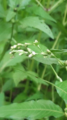 Persicaria hydropiper