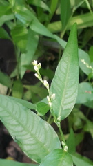 Persicaria hydropiper