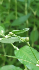 Persicaria hydropiper