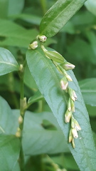 Persicaria hydropiper