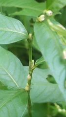 Persicaria hydropiper