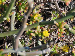 Delosperma versicolor