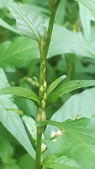 Persicaria hydropiper