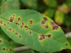 Mycosphaerella effigurata