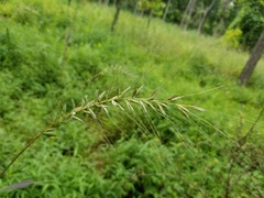 Elymus hystrix