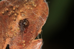 Nihonhimea tesselata