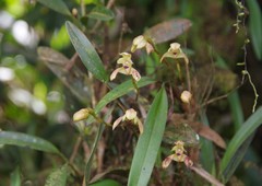 Maxillaria cryptobulbon