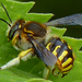 Μέλισσα Υφάντρα - Photo (c) Rob Curtis, μερικά δικαιώματα διατηρούνται (CC BY-NC-SA), uploaded by Rob Curtis