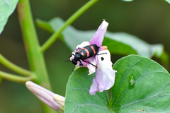 Hycleus biundulatus