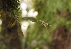 Masdevallia nidifica