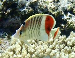 Chaetodon paucifasciatus