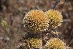 Echinops strigosus