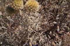 Echinops strigosus