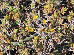 Delosperma versicolor