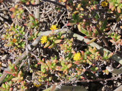 Delosperma versicolor