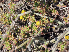 Delosperma versicolor