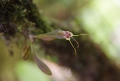Masdevallia nidifica