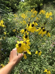 Ratibida pinnata