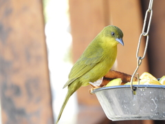 Orthogonys chloricterus