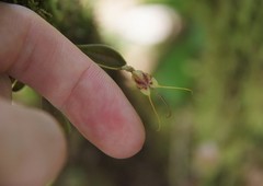 Masdevallia nidifica