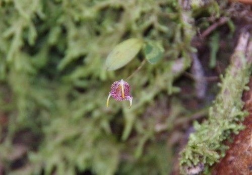 Image of Masdevallia amanda by (c) Thibaud Aronson, some rights reserved (CC BY-SA)