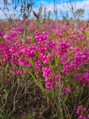 Erica axilliflora