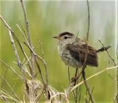 Cistothorus palustris