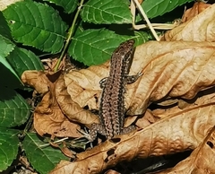 Podarcis muralis