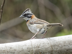 Zonotrichia capensis