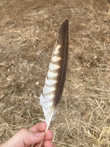 Plume de Faucon crécerellette