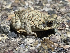 Anaxyrus punctatus
