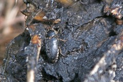 Dermestes