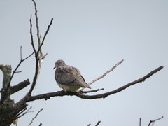 Zenaida auriculata caucae