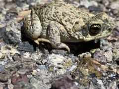 Anaxyrus punctatus