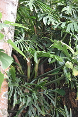 Philodendron elegans