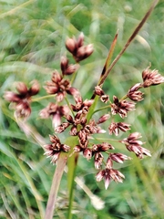 Luzula luzuloides rubella