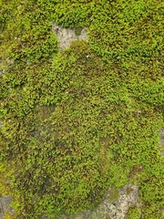 Racomitrium aquaticum