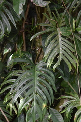Philodendron elegans