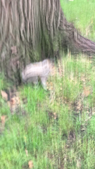 Sciurus carolinensis