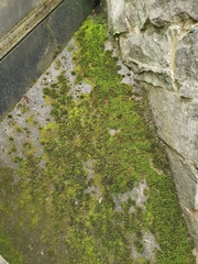 Racomitrium aquaticum