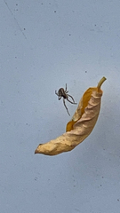Zygiella x-notata