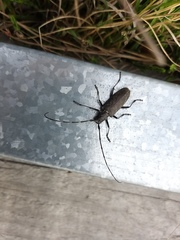 Monochamus sutor longulus